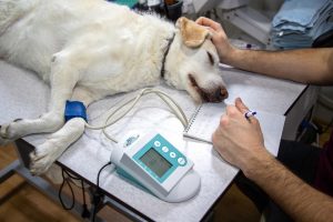 Beitragsbild zum Thema: Tiermedizin studieren in den Niederlanden