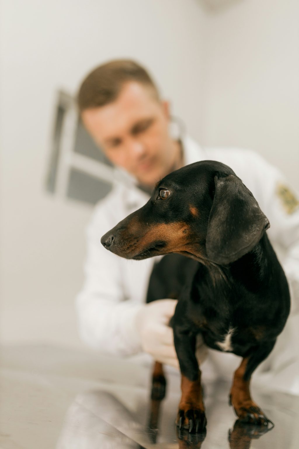 Tiermedizin in den Niederlanden studieren